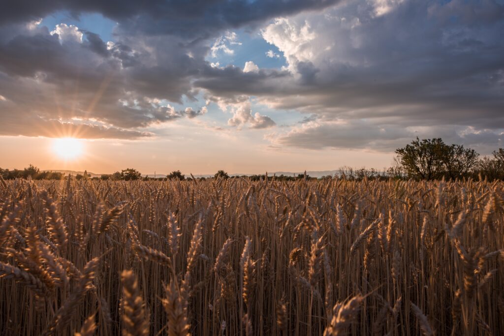 Kansas Business Search