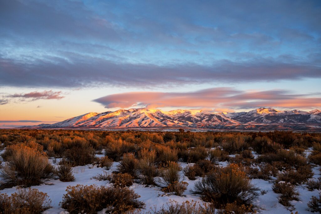 Nevada Business Search