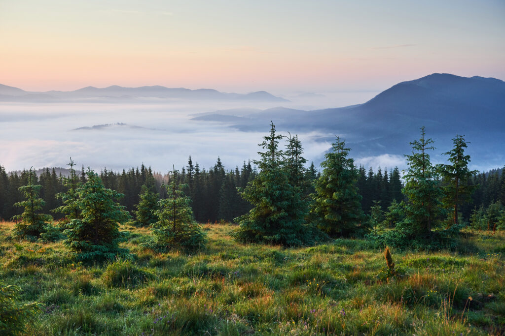 Oregon Business Search