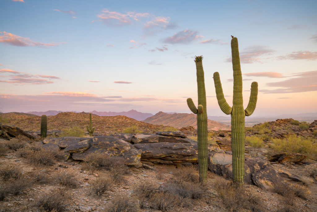 New Mexico Business Entity Search